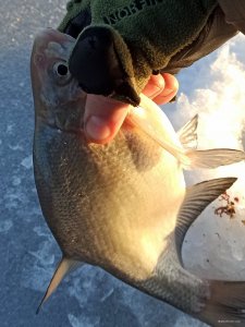 IMG_20220115_163244.jpg