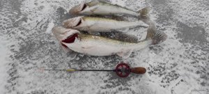 IMG_20220116_152641.jpg