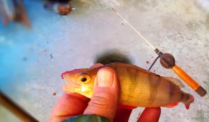 IMG_20220120_100250_4.jpg