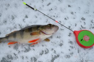 DSC_0335.jpg