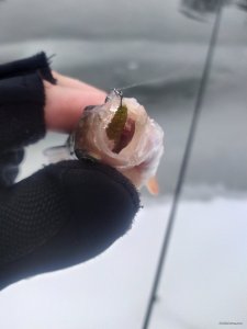 IMG_20220129_100212.jpg
