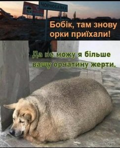 бобик.jpg
