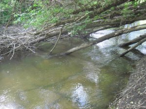 IMG_6860.JPG