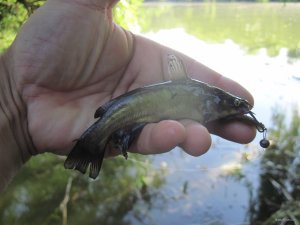 IMG_6971.JPG