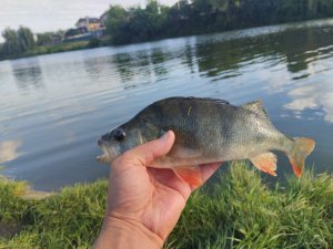 IMG_20220810_175613.jpg