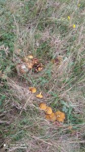 IMG_20220917_164857.jpg