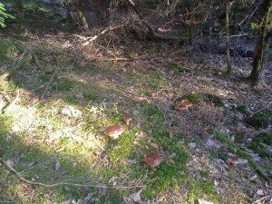 IMG_20221009_224516.jpg