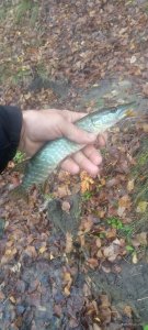 IMG_20221030_082055_272.jpg