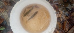 IMG_20221030_084227_964.jpg