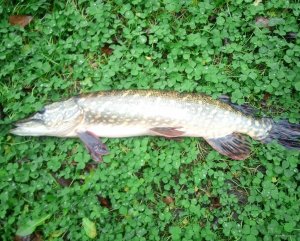 IMG_20221117_125717_259~2.jpg