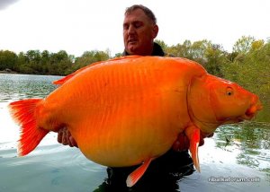 Die Karotte 30kg Koi Karpfen.jpg