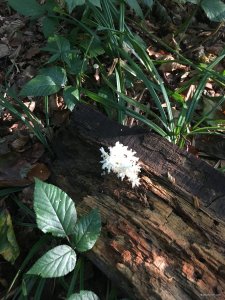 IMG_6416.JPG