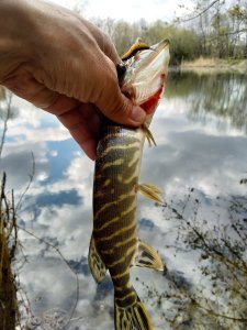 IMG_20240407_132255.jpg