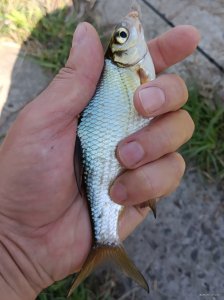 IMG_20240420_163409.jpg