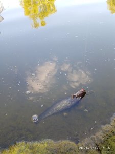 IMG_20240817_173621.jpg