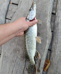 IMG_20240928_121807.jpg