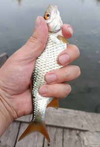 IMG_20241005_203127.jpg