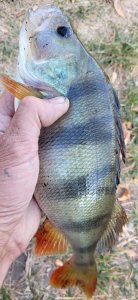 IMG_20241005_203506.jpg