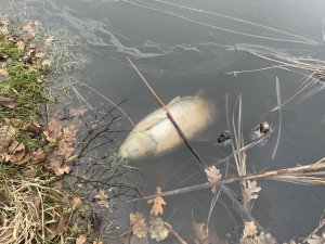 IMG_3640.jpeg
