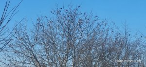 IMG_0073.jpeg