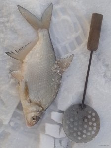 IMG_20250219_085333.jpg