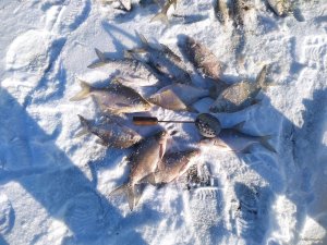 IMG_20250219_145202.jpg
