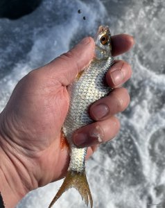 IMG_0132.jpeg