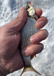 IMG_0133.jpeg