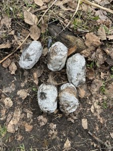 IMG_0214.jpeg