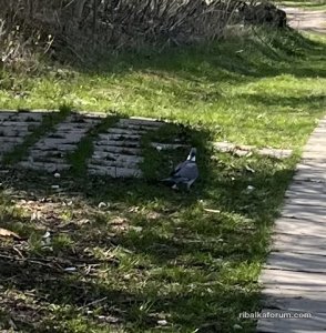 IMG_0383.jpeg