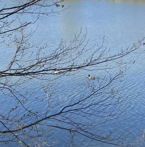 IMG_0380.jpeg
