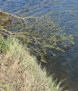 IMG_0392.jpeg