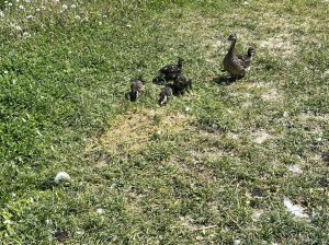 IMG_0627.jpeg