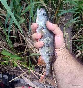 bass090825.jpg