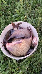 IMG_20250815_055524.jpg