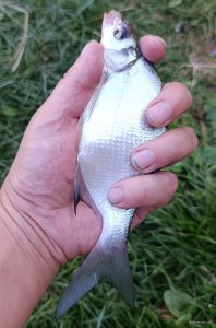 IMG_20250817_192410.jpg
