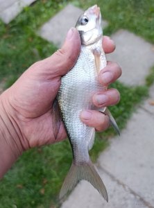 IMG_20250817_192338.jpg