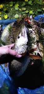 IMG_20251012_203700.jpg
