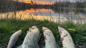 IMG_20260416_201606_108.jpg