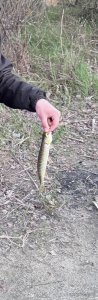 IMG_8312.jpeg