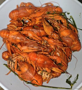 IMG_20260701_082634.jpg