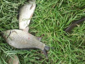 IMG_20130521_170825.jpg
