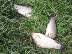 IMG_20130521_170831.jpg
