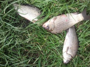 IMG_20130521_170837.jpg