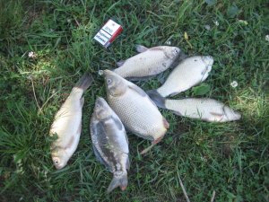 IMG_4284.JPG