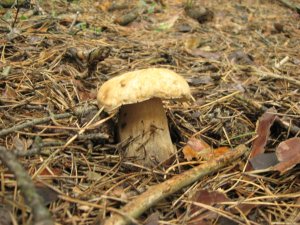 IMG_0982.JPG