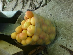 DSC01142.JPG