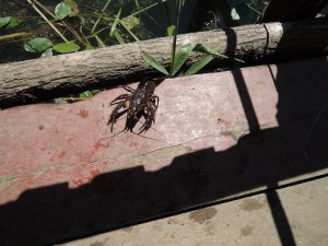 Мерчик 2013-06-22_04.JPG
