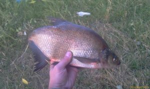 IMAG0294.jpg