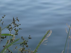 IMG_4135.JPG